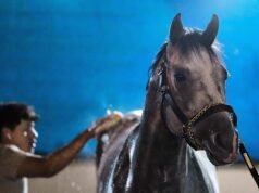 Fulleffort បានបរាជ័យក្នុងការប្រកួត Kentucky Derby ហើយបាននាំ Ocelli ចូលទៅក្នុងការប្រណាំង