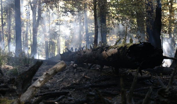 គ្រោះរាំងស្ងួតបានធ្វើឱ្យព្រៃឈើចុះខ្សោយនៅនិទាឃរដូវនេះ។ អ្នកដើរត្រូវតែប្រុងប្រយ័ត្នជាពិសេសកុំឱ្យឆេះដោយចៃដន្យ។ រូបថតរបស់ Vincent Voegtlin