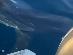 ត្រីឆ្លាមមួយក្បាលបានបុកទូកតូចរបស់អ្នកនេសាទទាំងនេះ នៅឆ្នេរសមុទ្រនៃប្រទេសអ៊ីតាលី