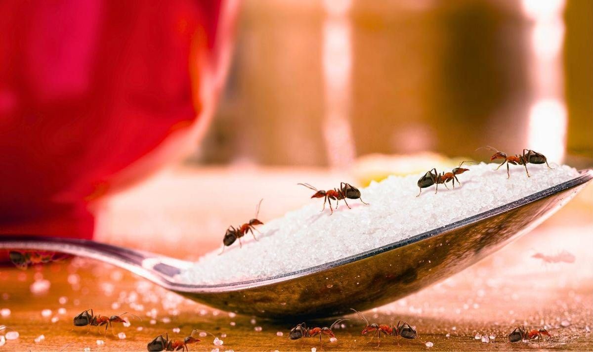 រូបភាពស្រមោចចូលផ្ទះបាយ 