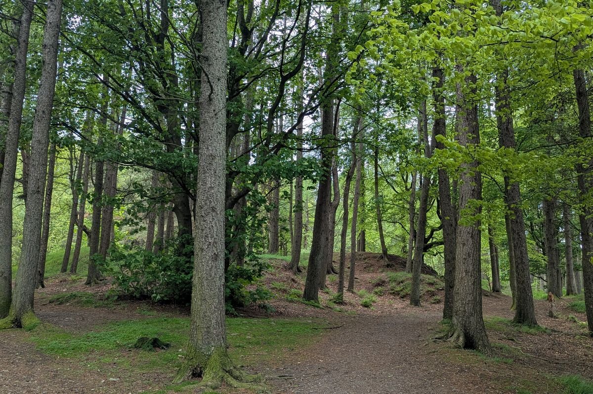 រូបថតរបស់ Tollohill Wood, Aberdeen 