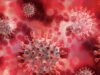 Hantavirus៖ កប៉ាល់ MV Hondius បានមកដល់ឆ្នេរសមុទ្រអេស្ប៉ាញហើយ ជនជាតិបារាំងទាំង ៥ នាក់នៅលើយន្តហោះកំពុងវិលត្រឡប់មកវិញក្រោមការឃ្លាំមើលយ៉ាងតឹងរ៉ឹង។