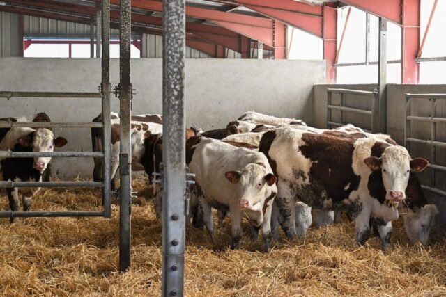 1779469073_2442959-un-vaccin-innovant-contre-la-dermatose-bovine-sera.jpg