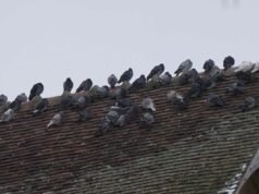Falcons បរបាញ់សត្វព្រាបនៅ Troyes – Franceinfo