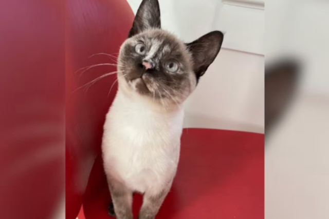 1779901748_Oregon-cat-edited.png