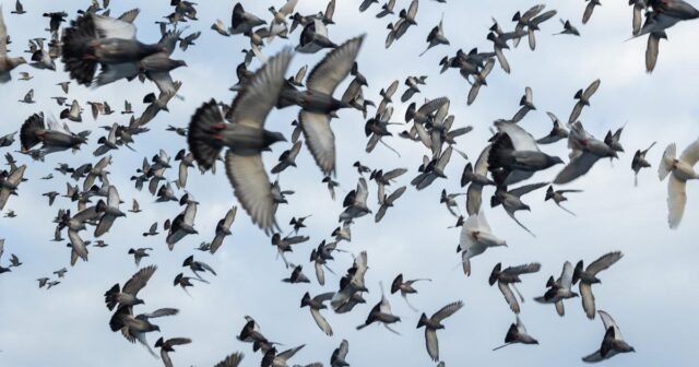 1780106874_e5c05f4_1734542622951-pigeon-racing-10.jpg