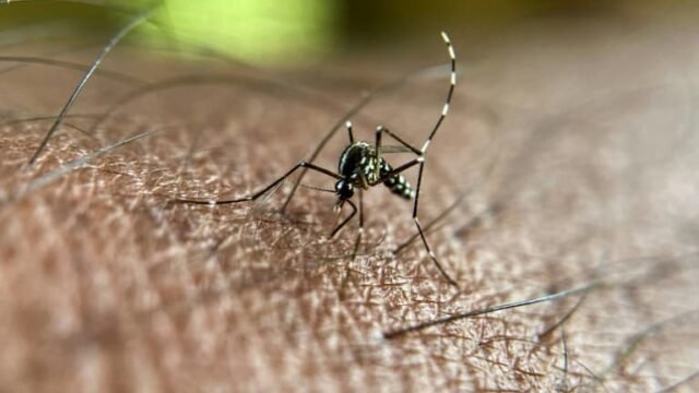 1780226094_Un-moustique-tigre-asiatique-pique-une-personne-a-Bangalore-en-Inde-le-12-aout-2021-2085546.jpg