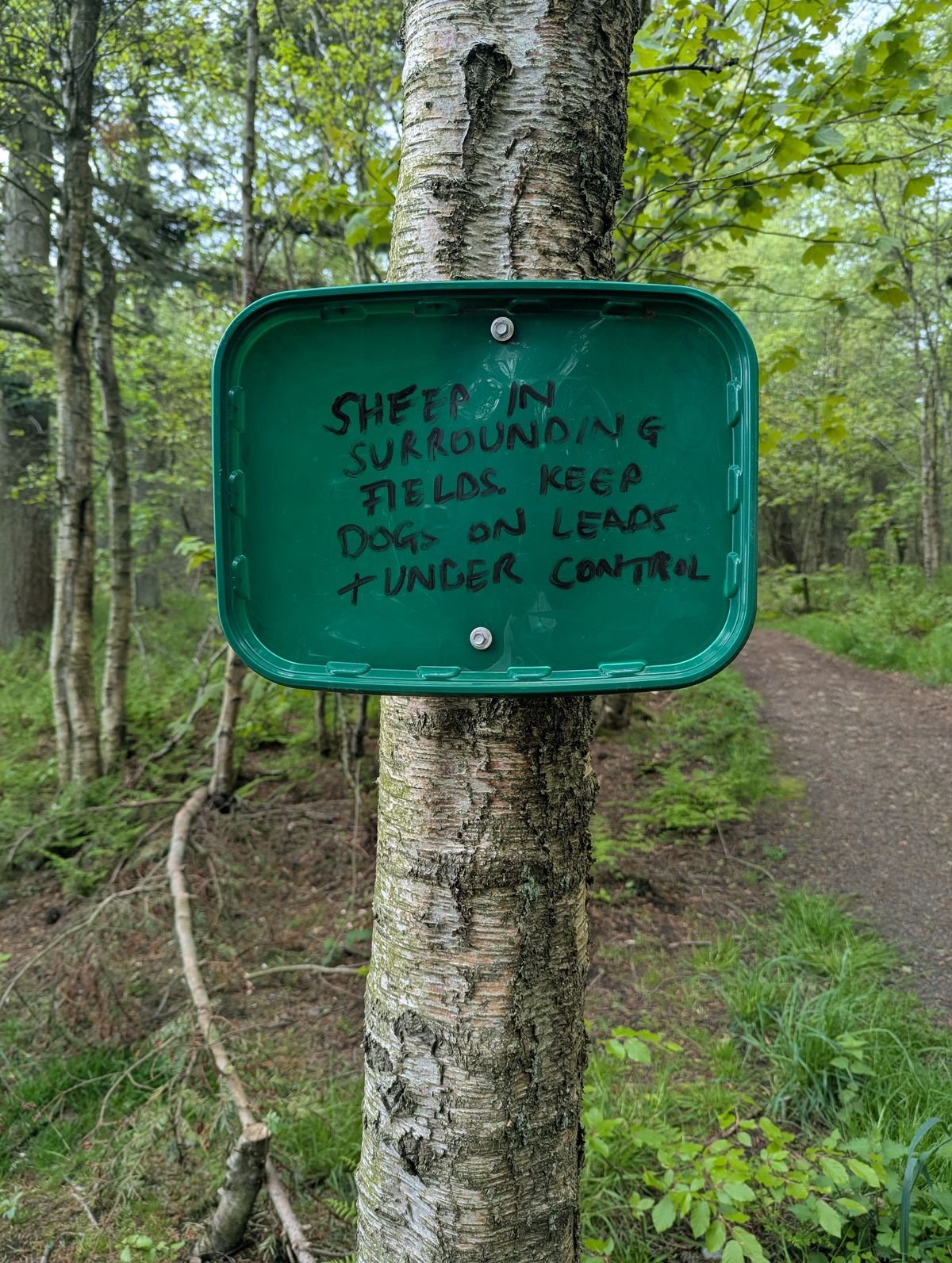 Tollohill Wood, Aberdeen 