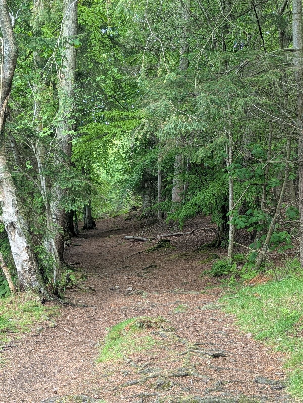 Tollohill Wood, Aberdeen 