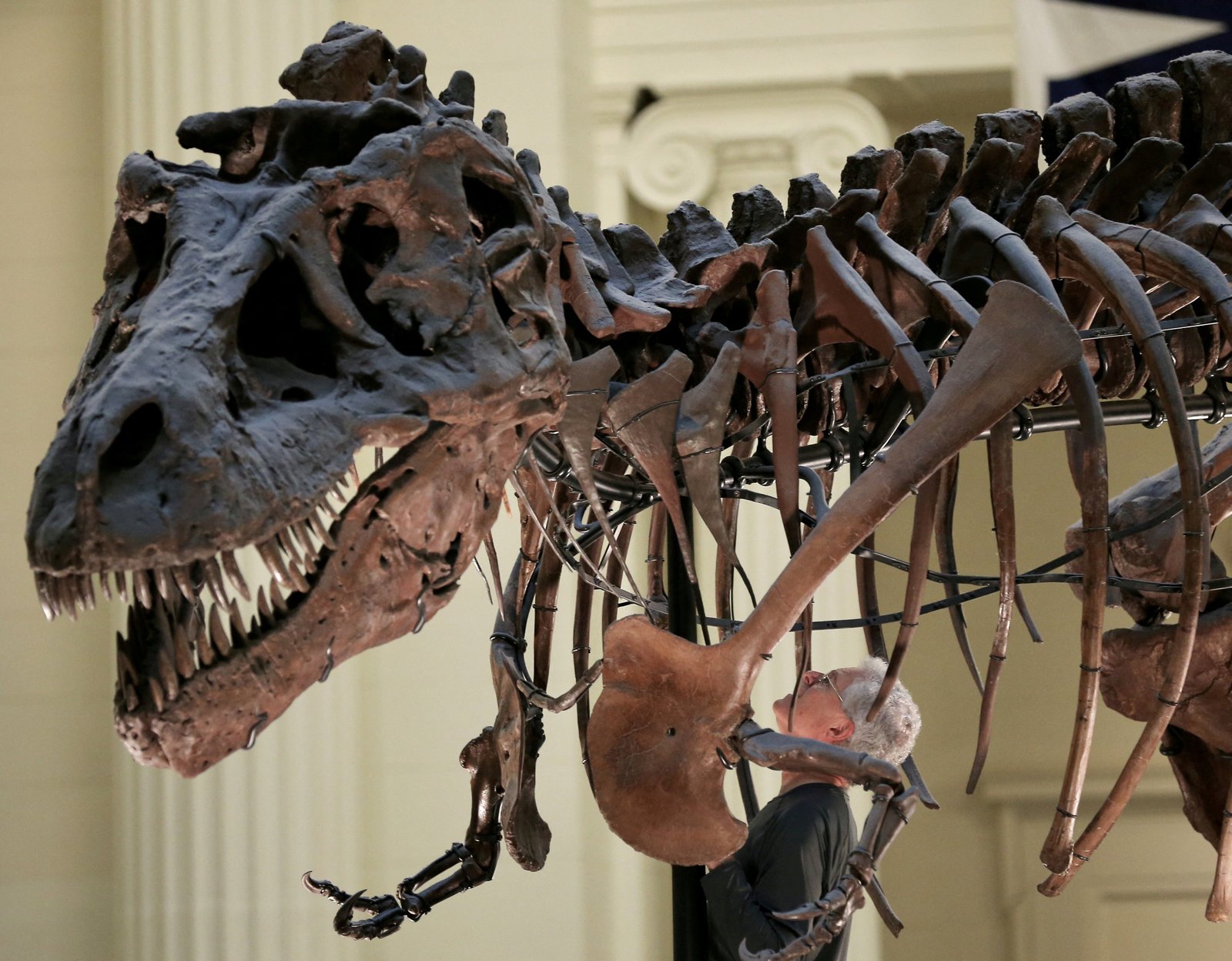 ដៃដ៏តូចរបស់ T. Rex បានផ្តល់ភាពទាក់ទាញ និងកំប្លែងជាយូរណាស់មកហើយ ដែលបំផុសគំនិតតាមអ៊ីនធឺណិត ដែលបង្កភាពសប្បាយរីករាយដល់អសមត្ថភាពរបស់សត្វមំសាសីដ៏គួរឱ្យភ័យខ្លាចក្នុងការអនុវត្តសកម្មភាពសាមញ្ញៗ ដូចជាទះដៃ ឬកោសច្រមុះ។