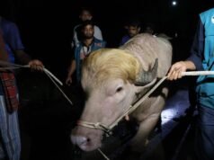 ក្របី Albino ដ៏កម្រមានរហស្សនាមថា ‘Donald Trump’ បានរួចជីវិតជនរងគ្រោះ Eid al-Adha ក្នុងប្រទេសបង់ក្លាដែស បន្ទាប់ពីមានអន្តរាគមន៍ពីរដ្ឋាភិបាល