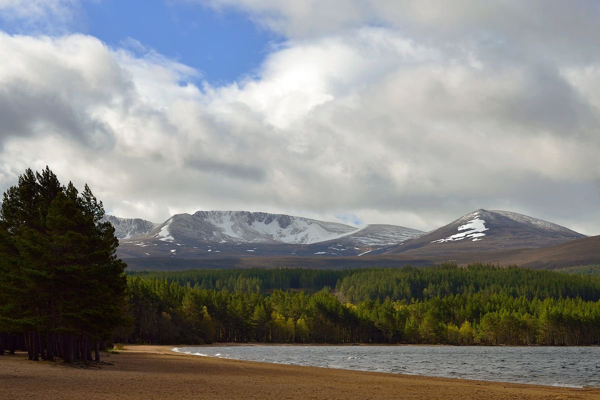 នៅលើច្រាំងនៃ Loch Morlich ក្នុងឧទ្យាន Glenmore Forest, Glenmore, ស្កុតឡេន។