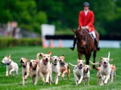 នៅក្នុង Iroquois Steeplechase សត្វកញ្ជ្រោងបើកការប្រណាំងសេះជាមួយនឹងក្បួនដង្ហែឆ្កែដ៏គួរឱ្យអស់សំណើច