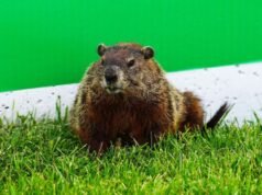បញ្ហា groundhog នៅ Canadian GP ត្រូវបានពន្យល់បន្ទាប់ពីគ្រោះថ្នាក់របស់ Alex Albon | F1 | កីឡា