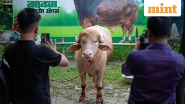 BANGLADESH-US-POLITICS-BUFFALO-5_1779758654913_1779758689721_733f3dae-b66b-4529-9a5e-ef521bd3ccd9.jp_.jpeg
