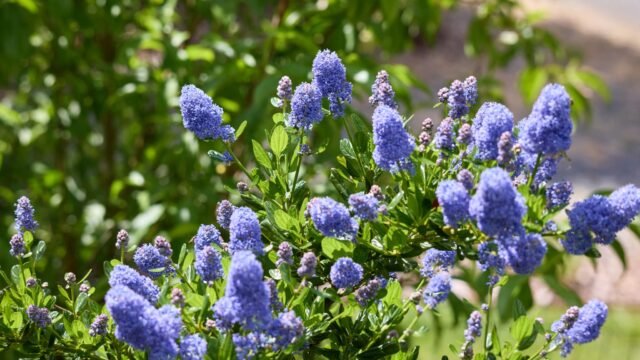 Un-arbuste-de-ceanothe-en-pleine-floraison-a-Montaigu-dans-la-region-des-Pays-de-la-Loire-le-15-mai.jpeg