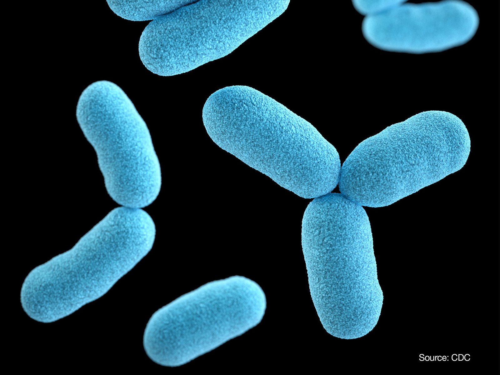 បាក់តេរី Corynebacterium diphtheriae