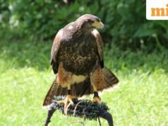 សុភាសិតជប៉ុនប្រចាំថ្ងៃអំពីប្រាជ្ញានិងការបន្ទាបខ្លួន៖ “សត្វក្ងានដ៏ប៉ិនប្រសប់លាក់ខ្លួន…”
