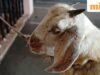 Bakrid 2026: តើនៅពេលណា Eid al-Adha នៅក្នុងប្រទេសឥណ្ឌា និងអារ៉ាប៊ីសាអូឌីត? អ្នកកាន់សាសនាឥស្លាមនៅកាស្មៀរប្រារព្ធនៅថ្ងៃទី ២៧ ខែឧសភា