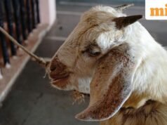 Bakrid 2026: តើនៅពេលណា Eid al-Adha នៅក្នុងប្រទេសឥណ្ឌា និងអារ៉ាប៊ីសាអូឌីត? អ្នកកាន់សាសនាឥស្លាមនៅកាស្មៀរប្រារព្ធនៅថ្ងៃទី ២៧ ខែឧសភា
