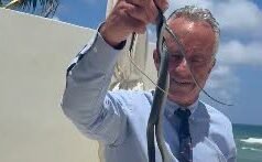 សហរដ្ឋអាមេរិក។ Robert Kennedy Jr. ចាប់ពស់ពីរក្បាលដោយដៃទទេ…