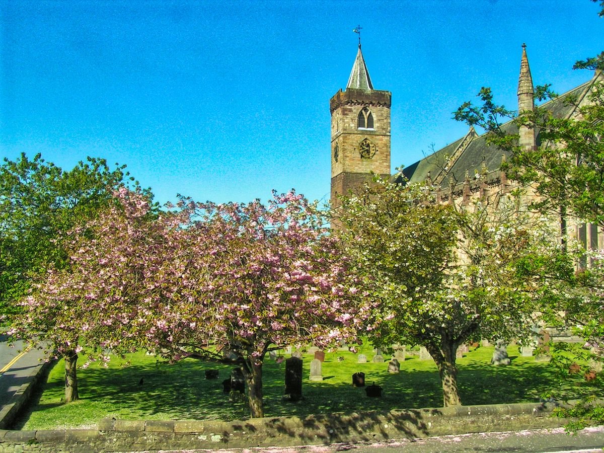 វិហារ Dunblane ក្នុងប្រទេសស្កុតឡេន មានទីធ្លាព្រះវិហារធំមួយដែលមានដើម cherry ដែលមានផ្កាពណ៌ផ្កាឈូកនៅនិទាឃរដូវ