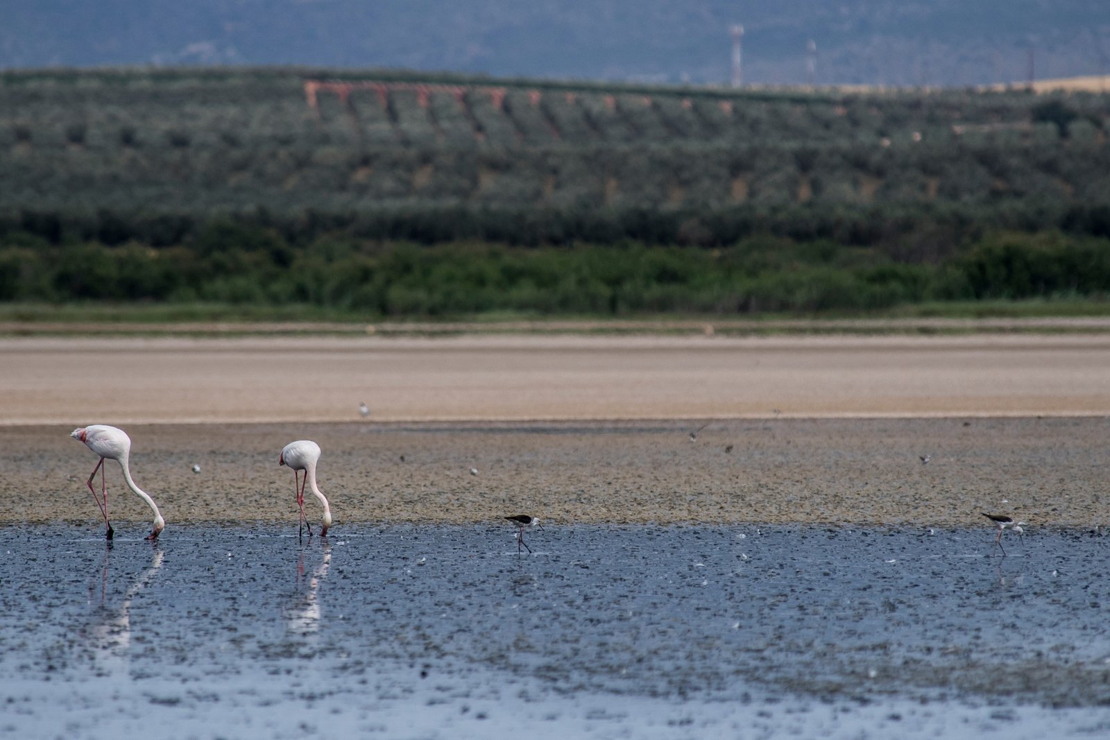 Flamingos កំពុងញ៉ាំអាហារនៅ Fuente de Piedra ប្រទេសអេស្ប៉ាញ