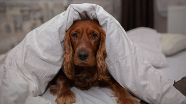 1780518954_3_Dogs.jpg