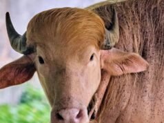 ក្របី Albino ដែលមានរហស្សនាមថា ‘Donald Trump’ ទាក់ទាញហ្វូងមនុស្សទៅសួនសត្វបង់ក្លាដែស