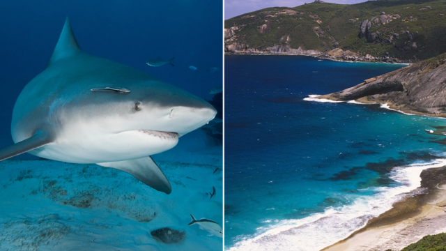 1780786139_2-split-water-and-shark.png