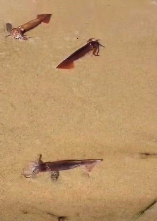 1780952037_SQUID-BEACH.jpeg