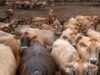 USDA កំពុងផ្លាស់ប្តូរវគ្គសិក្សា និងអនុញ្ញាតឱ្យសត្វឆ្កែចិញ្ចឹមធ្វើដំណើរពីសហរដ្ឋអាមេរិកទៅម៉ិកស៊ិកក្នុងកិច្ចខិតខំប្រឹងប្រែងដើម្បីពន្យឺតការរីករាលដាលនៃដង្កូវនាងខ្យង។