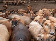 USDA កំពុងផ្លាស់ប្តូរវគ្គសិក្សា និងអនុញ្ញាតឱ្យសត្វឆ្កែចិញ្ចឹមធ្វើដំណើរពីសហរដ្ឋអាមេរិកទៅម៉ិកស៊ិកក្នុងកិច្ចខិតខំប្រឹងប្រែងដើម្បីពន្យឺតការរីករាលដាលនៃដង្កូវនាងខ្យង។