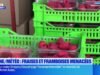 Charbonières៖ អាកាសធាតុគំរាមកំហែងដល់ការប្រមូលផលផ្លែស្ត្របឺរី និងរ៉ាស្បឺរី