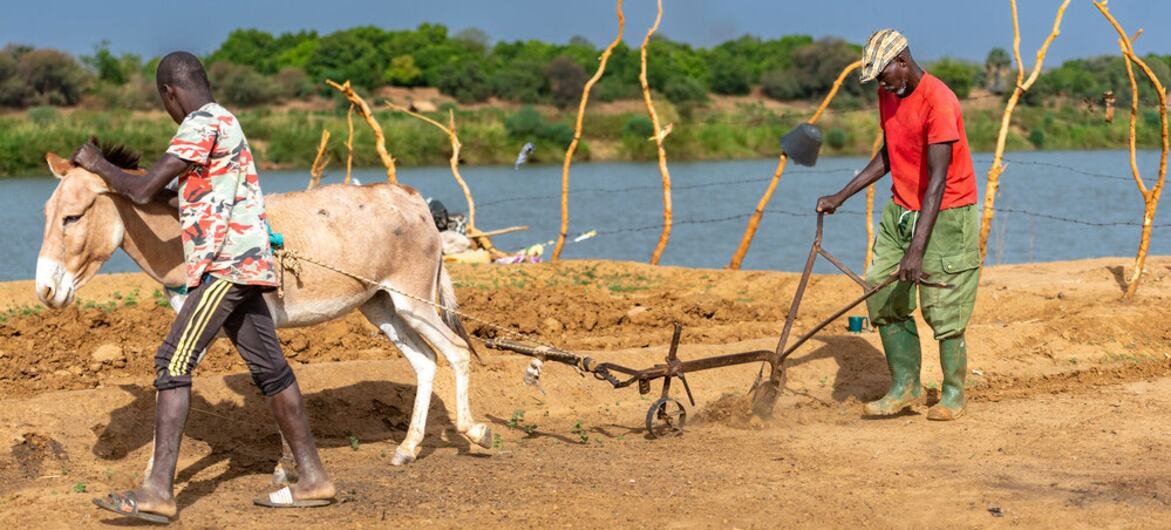 បុរសពីរនាក់ភ្ជួរស្រែជាមួយសត្វលានៅប្រទេសម៉ូរីតានី។
