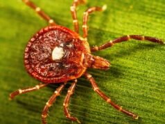 ជួបជាមួយ Tick Lone Star Tick៖ មូលហេតុនាំមុខគេនៅសហរដ្ឋអាមេរិកនៃជម្ងឺ Alpha-Gal Syndrome ដែលជាអាឡែស៊ីសាច់ដែលគំរាមកំហែងដល់អាយុជីវិត