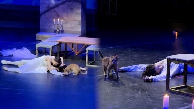 1781542447_a62f593_upload-1-k1dbf4yhtrvu-romeo-juliette.jpg