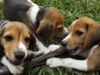 កសិដ្ឋានចិញ្ចឹមសត្វ Beagle ត្រូវបិទជាអចិន្ត្រៃយ៍ បន្ទាប់ពីក្រុមជួយសង្គ្រោះបានទិញសត្វឆ្កែជិត 1,500 ក្បាលបន្ទាប់ពីការតវ៉ា
