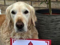 Golden Retriever Bailey បរិច្ចាគឈាម ដើម្បីជួយជីវិតសត្វឆ្កែជាង 150 ក្បាលផ្សេងទៀត។