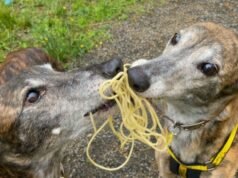 Dogs Trust West Calder កំពុងស្វែងរកផ្ទះសម្រាប់សត្វឆ្កែដែលលះបង់ “The Pasta Girls”