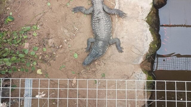 1781951996_crocodile-enclosure-johnsons-old-hurst-fox-news-001.jpeg