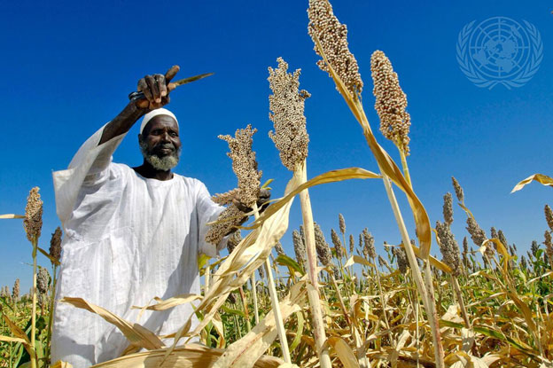 1782201114_A-local-farmer-harvests_.jpg