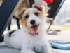 ការព្រមានអំពីរលកកម្ដៅ RSPCA ខណៈដែលម្ចាស់ឆ្កែបានជំរុញកុំឱ្យធ្វើដូច្នេះ