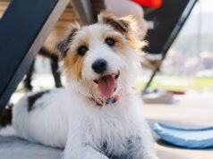 ការព្រមានអំពីរលកកម្ដៅ RSPCA ខណៈដែលម្ចាស់ឆ្កែបានជំរុញកុំឱ្យធ្វើដូច្នេះ