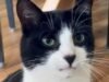 បន្ទាប់ពី “Paul the octopus” រកឃើញ “Billy the cat” ដែលជាអាកាសធាតុឆ្កួតថ្មីនៃការប្រកួតបាល់ទាត់ពិភពលោកនេះ។