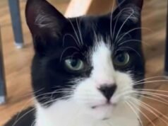 បន្ទាប់ពី “Paul the octopus” រកឃើញ “Billy the cat” ដែលជាអាកាសធាតុឆ្កួតថ្មីនៃការប្រកួតបាល់ទាត់ពិភពលោកនេះ។
