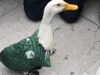 Merlin the Duck ត្រូវបានអនុញ្ញាតឱ្យចូលកីឡដ្ឋាន Azteca ក្នុងទីក្រុង Mexico City ប៉ុន្តែគ្រាន់តែថតពាណិជ្ជកម្មប៉ុណ្ណោះ។