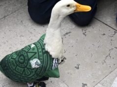 Merlin the Duck ត្រូវបានអនុញ្ញាតឱ្យចូលកីឡដ្ឋាន Azteca ក្នុងទីក្រុង Mexico City ប៉ុន្តែគ្រាន់តែថតពាណិជ្ជកម្មប៉ុណ្ណោះ។