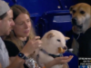 Miami Marlins បានតាមដានមេរោគ “ក្មេងប្រុសល្អណាស់” ដែលបានមើលឆ្កែគូប្រជែងរីករាយនឹងឆ្កែក្តៅនៅឯហ្គេមមួយ។