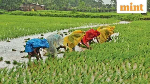 2-0-1383176497-farmer-rain4-0_1679771200782_1781101929274_c5ce27d1-0324-4f16-bc54-e8bd56507d0f.JPG